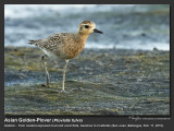 Asian_Golden-Plover-IMG_2033