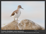 Common_Sandpiper-IMG_3547