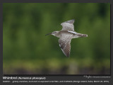 Whimbrel-IMG_5193