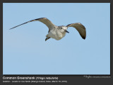 Common_Greenshank-IMG_4364