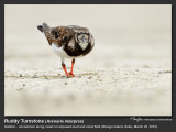 Ruddy_Turnstone-IMG_4831