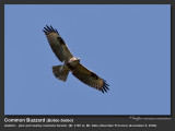 Common_Buzzard-IMG_2188.jpg