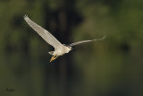 Black-crowned Night-Heron (Nycticorax nycticorax, resident/migrant)
Habitat - Variety of wetlands from ricefields to mangroves.
Shooting info - Coastal Lagoon, Manila Bay, July 6, 2010, 1D4 + 500 f4 IS + Canon 1.4x TC, 700 mm,
f/6.3, ISO 400, 1/1600 sec, manual exposure in available light, 475B/3421 support, 45.7 m shooting distance