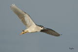 Black-crowned Night-Heron (Nycticorax nycticorax, resident/migrant)
Habitat - Variety of wetlands from ricefields to mangroves.
Shooting info - Coastal Lagoon, Manila Bay, July 6, 2010, 1D4 + 500 f4 IS + Canon 1.4x TC, 700 mm,
f/6.3, ISO 400, 1/1600 sec, manual exposure in available light, 475B/3421 support, 45.7 m shooting distance