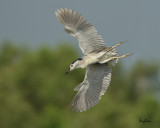 Black-crowned Night-Heron (Nycticorax nycticorax, resident/migrant)
Habitat - Variety of wetlands from ricefields to mangroves.
Shooting info - Coastal Lagoon, Manila Bay, September 13, 2010, 1D4 + 500 f4 IS + Canon 1.4x TC, 700 mm,
f/6.3, ISO 400, 1/2000 sec, manual exposure in available light, 475B/3421 support