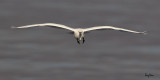 Little Egret (Egretta garzetta)
Habitat: Coastal marsh and tidal flats to ricefields.
Shooting info - Coastal Lagoon, Manila Bay, September 17, 2010, 1D4 + 500 f4 L IS + Canon 1.4x TC, 700 mm, f/7.1, ISO 400, 1/1600 sec, manual exposure in available light, 475B/3421 support