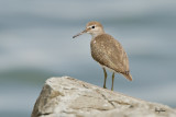 Common Sandpiper (Actitis hypoleucos)
Habitat - Common along the shores of wide variety of wetlands.
Shooting info - Coastal Lagoon, Manila Bay, September 20, 2010, 7D + 500 f4 L IS + Canon 1.4x TC, 700 mm, f/6.3, ISO 400, 1/1250 sec, manual exposure in available light, bean bag.