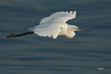 Little Egret (Egretta garzetta)
Habitat: Coastal marsh and tidal flats to ricefields.
Shooting info - Coastal Lagoon, Manila Bay, September 17, 2010, 1D4 + 500 f4 L IS + Canon 1.4x TC, 700 mm, f/7.1, ISO 400, 1/1600 sec, manual exposure in available light, 475B/3421 support