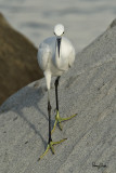 Little Egret (Egretta garzetta)
Habitat: Coastal marsh and tidal flats to ricefields.
Shooting info - Coastal Lagoon, Manila Bay, September 20, 2010, 1D4 + 500 f4 L IS + Canon 1.4x TC, 700 mm, f/9, ISO 400, 1/2500 sec, manual exposure in available light, 475B/3421 support