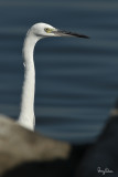Little Egret (Egretta garzetta)
Habitat: Coastal marsh and tidal flats to ricefields.
Shooting info - Coastal Lagoon, Manila Bay, September 17, 2010, 1D4 + 500 f4 L IS + Canon 1.4x TC, 700 mm, f/8, ISO 400, 1/2500 sec, manual exposure in available light, 475B/3421 support