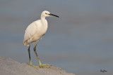 Little Egret (Egretta garzetta)
Habitat: Coastal marsh and tidal flats to ricefields.
Shooting info - Coastal Lagoon, Manila Bay, November 3, 2010, 1D4 + 500 f4 L IS + Canon 1.4x TC, 700 mm, f/7.1, ISO 800, 1/1600 sec, manual exposure in available light, 475B/3421 support