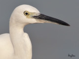 Little Egret (Egretta garzetta)
Habitat: Coastal marsh and tidal flats to ricefields.
Shooting info - Coastal Lagoon, Manila Bay, November 3, 2010, 1D4 + 500 f4 L IS + Canon 1.4x TC, 700 mm, f/7.1, ISO 800, 1/1600 sec, manual exposure in available light, 475B/3421 support, processed 100% crop