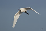 Little Egret (Egretta garzetta)
Habitat: Coastal marsh and tidal flats to ricefields.
Shooting info - Coastal Lagoon, Manila Bay, November 3, 2010, 1D4 + 500 f4 L IS + Canon 1.4x TC, 700 mm, f/6.3, ISO 400, 1/2000 sec, manual exposure in available light, 475B/3421 support