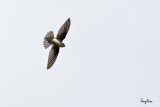 Island Swiftlet (Collocalia vanikorensis, resident, PROVISIONAL ID)
Habitat - Forages in open country and forest.
Shooting info - Paranaque City, Philippines, Nov. 18, 2010, 1D4 + 400 5.6L, 1/1600 sec, f/6.3, ISO 400, manual exposure in available light, hand held