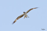 Osprey (Pandion haliaetus, migrant)
Habitat - Associated with water both along coast and inland.
Shooting info - Coastal Lagoon, Manila Bay, January 4, 2011, + 500 f4 IS + 1.4x TC, 1/1600 sec, f/7.1, ISO 400, manual exposure, 475B/3421 support
