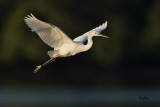 Little Egrets of Manila Bay