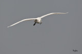Little Egret (Egretta garzetta)
Habitat: Coastal marsh and tidal flats to ricefields.
Shooting info - Coastal Lagoon, Manila Bay, January 7, 2011, 1D4 + 500 f4 L IS + Canon 1.4x TC, 700 mm, f/7.1, ISO 400, 1/2000 sec, manual exposure in available light, 475B/516 support.