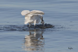 GOTCHA!!!
Little Egret (Egretta garzetta)
Habitat: Coastal marsh and tidal flats to ricefields.
Shooting info - Coastal Lagoon, Manila Bay, February 16, 2011, 1D4 + 500 f4 L IS + Canon 1.4x TC, 700 mm, f/7.1, ISO 400, 1/2500 sec, manual exposure in available light, 475B/516 support.