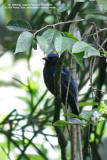 Philippine Fairy-Bluebird
