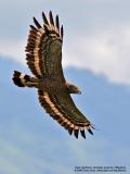 Philippine Serpent-Eagle 
(a Philippine endemic) 

Scientific name - Spilornis holospilus 

Habitat - Forest from lowlands to over 2000 m. 

[20D + 400 5.6L + Tamron 1.4x TC, hand held, 560 mm, f/10] 
