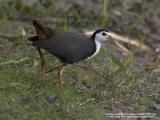 White-Breasted Waterhen 

Scientific name - Amaurornis phoenicurus 

Habitat - Wetter areas - grasslands, marshes and mangroves. 

[1DMII + 400 5.6L, hand held]
