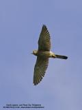 Eurasian Kestrel

Scientific name - Falco tinnunculus

Habitat - Uncommon in open and semi-open country

[1DM2 + 400 5.6L, hand held]