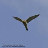Eurasian Kestrel 

Scientific name - Falco tinnunculus 

Habitat - Uncommon in open and semi-open country 

[1DM2 + 400 5.6L, hand held] 

