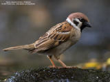 Eurasian Tree Sparrow 

Scientific name - Passer montanus 

Habitat - Common in virtually every inhabited island. 

[20D + Sigmonster (Sigma 300-800 DG)]
