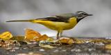 Grey Wagtail 

Scientific name - Motacilla cinerea 

Habitat - Streams and forest roads at all elevations. 

[20D + Sigmonster (Sigma 300-800 DG)] 
