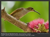 Naked-faced_Spiderhunter-IMG_0005