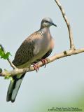 IMG_9428-800x600.jpg
