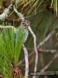 IMG_0250-800x600.jpg