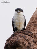 Philippine Falconet 
(a Philippine endemic) 

Scientific name - Microhierax erythrogenys erythrogenys 

Habitat - Open forest and edge. 

[20D + 500 f4 L IS + Canon 1.4x TC, hand held] 

