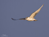 Whiskered Tern
Scientific name: Chlidonias hybridus
Habitat: Bays, tidal flats to ricefields.
[BALANGA, BATAAN, 1DMII + 500 f4 IS + Canon 1.4x TC, manual exposure, 475B/3421 support)
