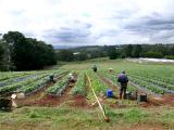 Strawberry Fields Storm