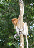 Olympus SP500UZ Proboscis Monkey