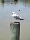 Silver Gull.jpg