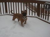 Scout playing in the snow
