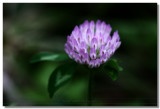 20100705 -- 172917 -- Canon 5D + Sigma 70 / 2.8 macro @ f/5.6, 1/80, ISO 400