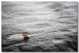 20120908 -- 185032 -- Canon 5D + 200 / 2.8L @ f/2.8, 1/200, ISO 50