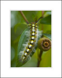 <font size=3><i>A Caterpillar and a Melastome (毛稔) Fruit