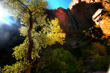 Light Filtering through the trees in Zion