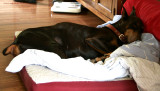 SnoozinII-web.jpg