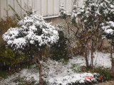 Snow in Amman 30.01.2008 006.jpg