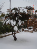 Snow in Amman 30.01.2008 014.jpg