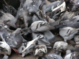 Pigeon Feeding Frenzy