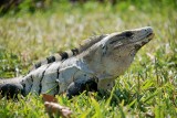 Tulum Iguana