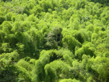 Rio Grande Bamboo