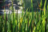 Stow Lake