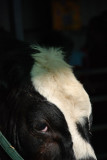 San Mateo County Fair Cow